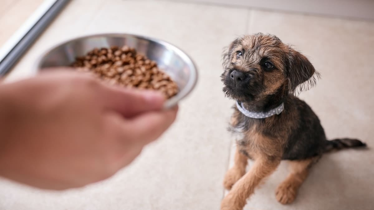 Can Puppies Eat Adult Dog Food