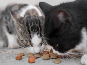 Can I Feed A Dog Cat Food