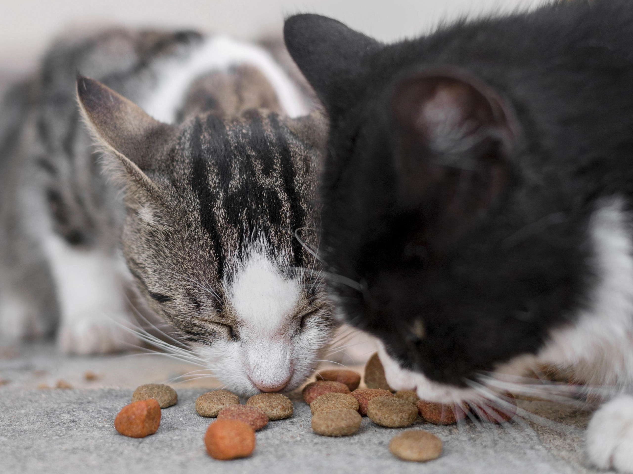 Can I Feed A Dog Cat Food