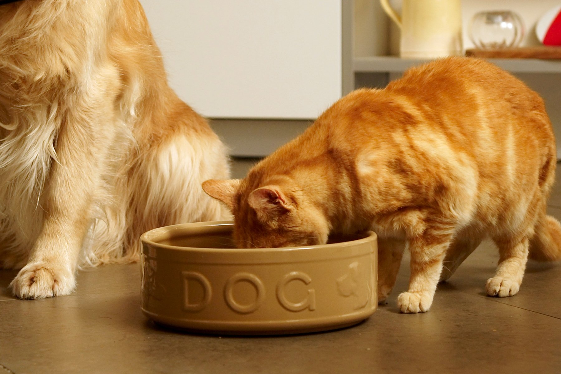 Is It Bad For Cats To Eat Dog Food