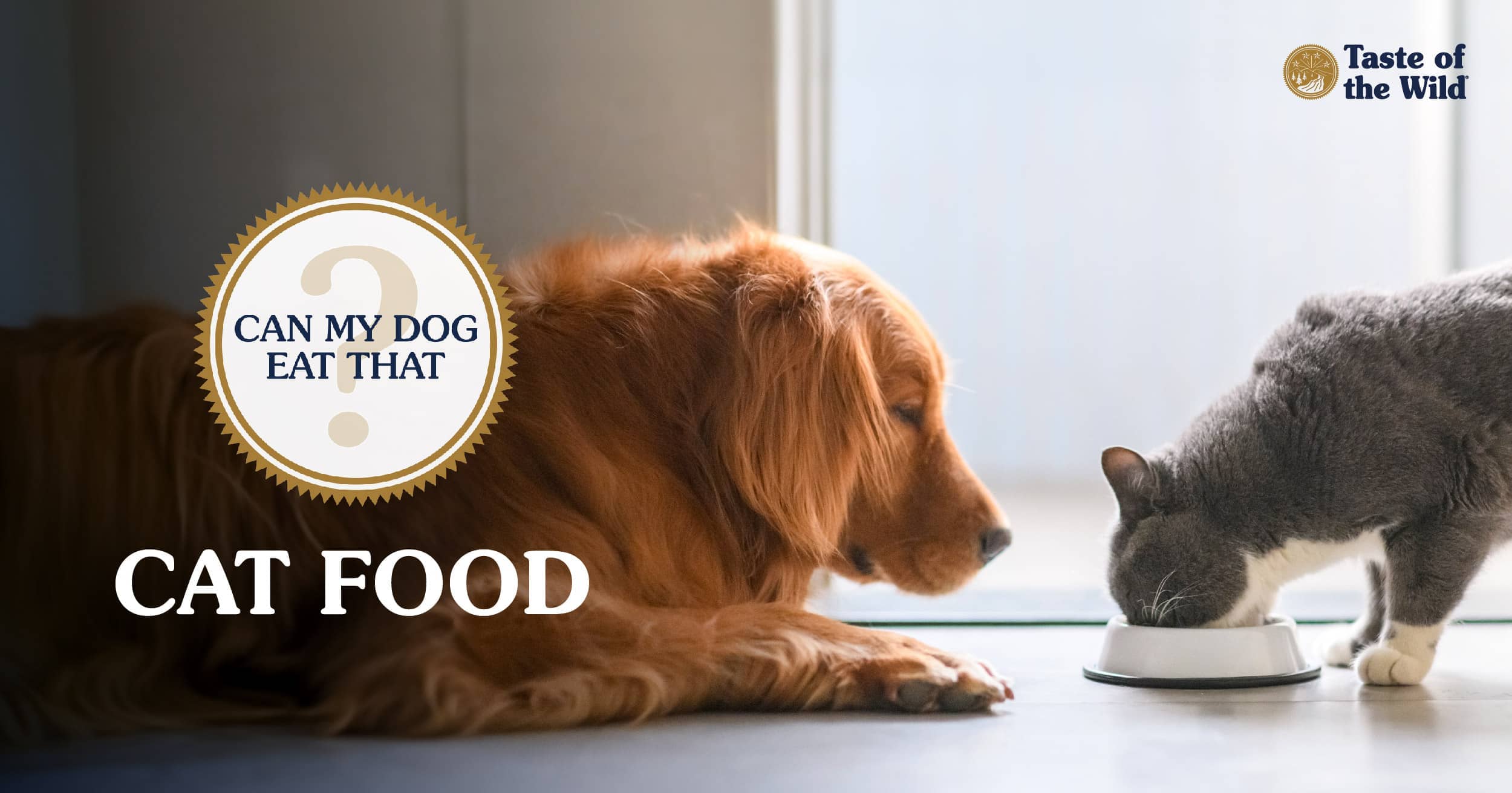 Can A Dog Eat Cat Food