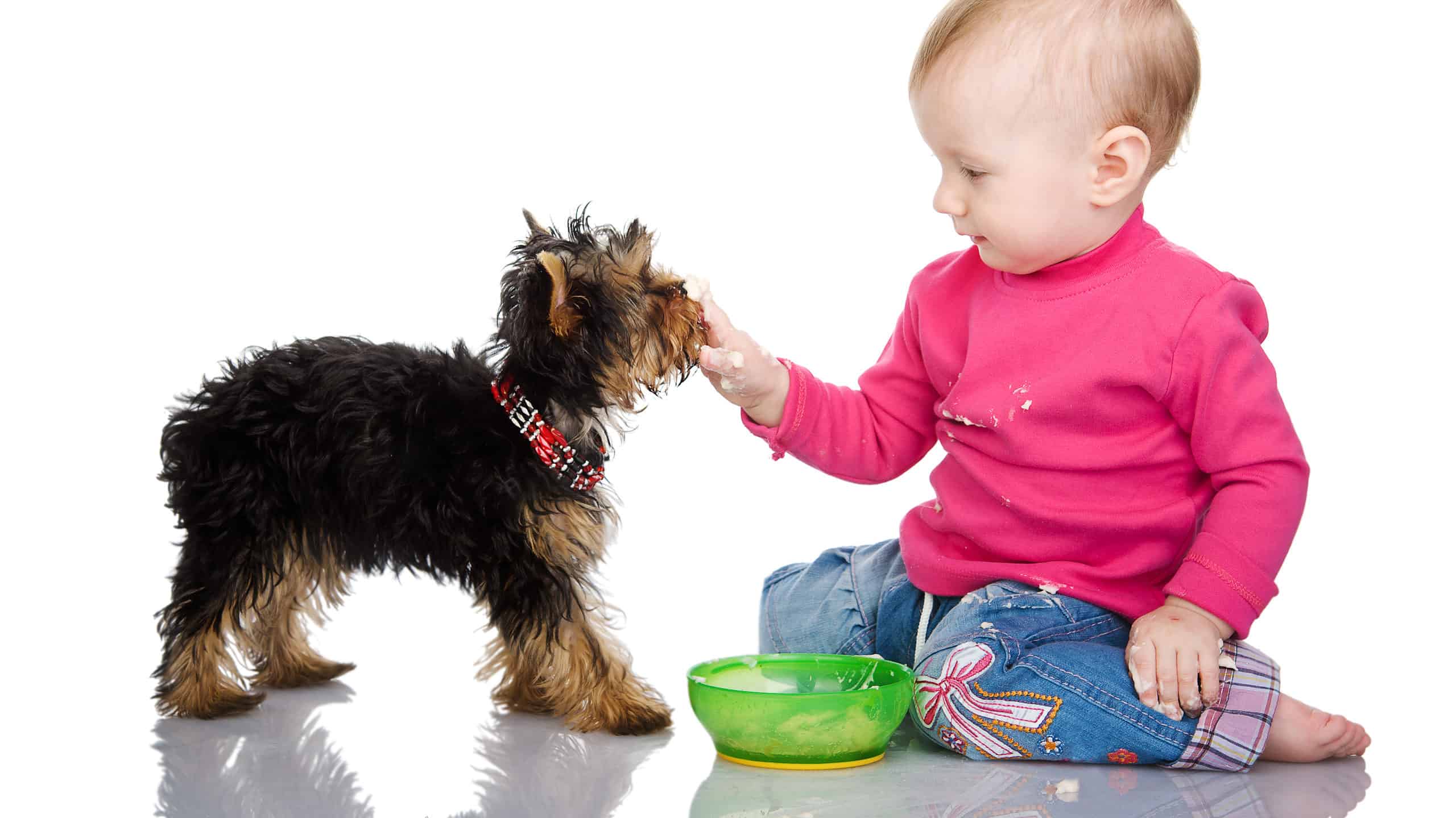 Can Dogs Eat Baby Food