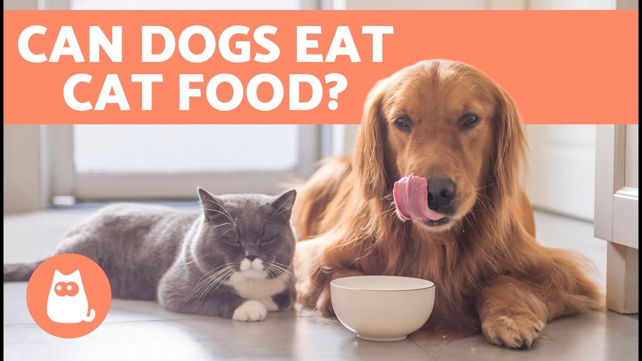Is It Safe For Dogs To Eat Cat Food