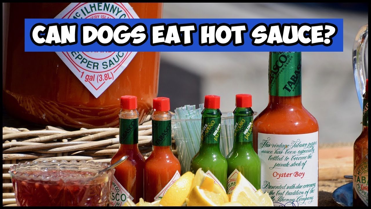 Do Dogs Taste Spicy Foods