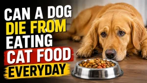 Can A Dog Die From Eating Cat Food Everyday