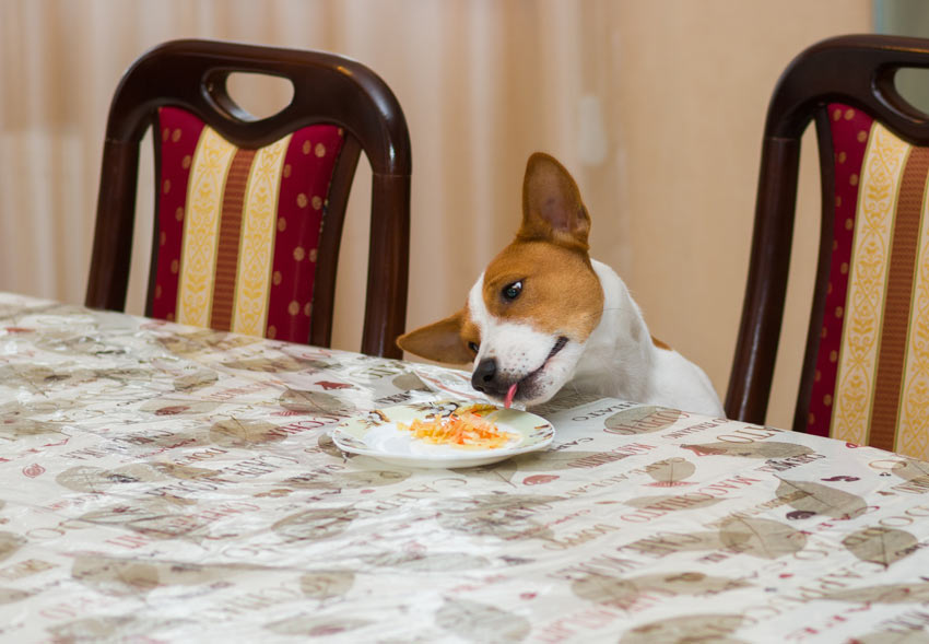 Why Do Dogs Steal Food