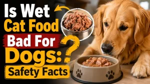 Is Wet Cat Food Bad For Dogs