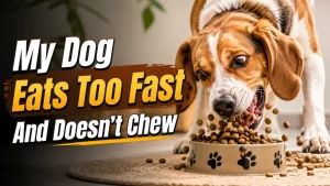My Dog Eats Too Fast And Doesn't Chew