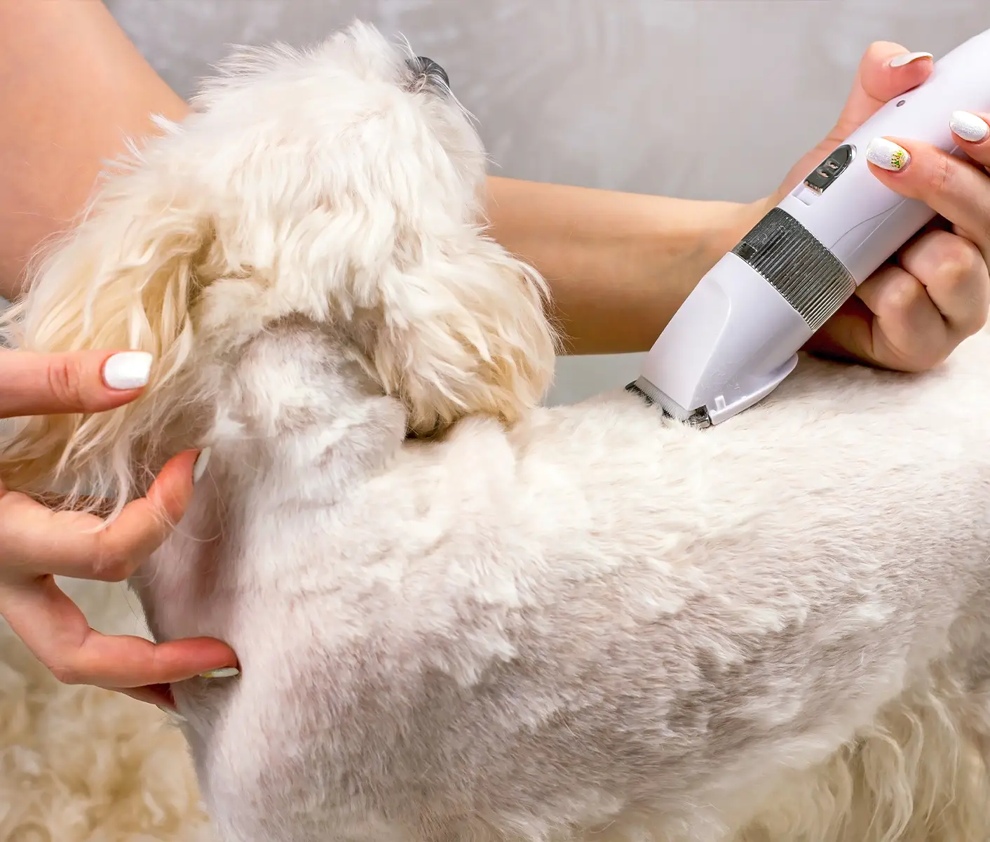 How To Use Clippers On A Dog With Long Hair