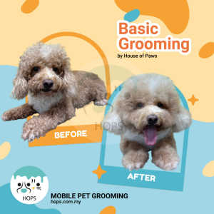 Basic Grooming For Dogs