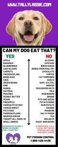 Why Do Dogs Like Human Food More Than Dog Food