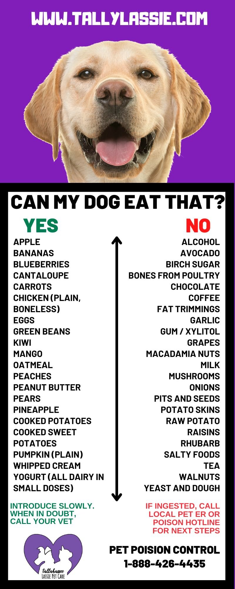 Why Do Dogs Like Human Food More Than Dog Food