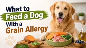 What to Feed a Dog With a Grain Allergy