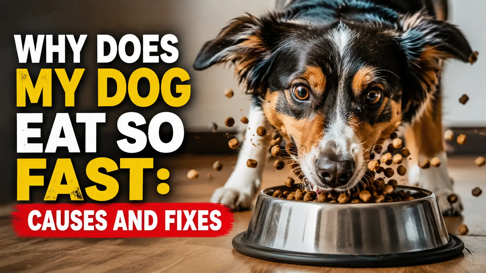 Why Does My Dog Eat So Fast
