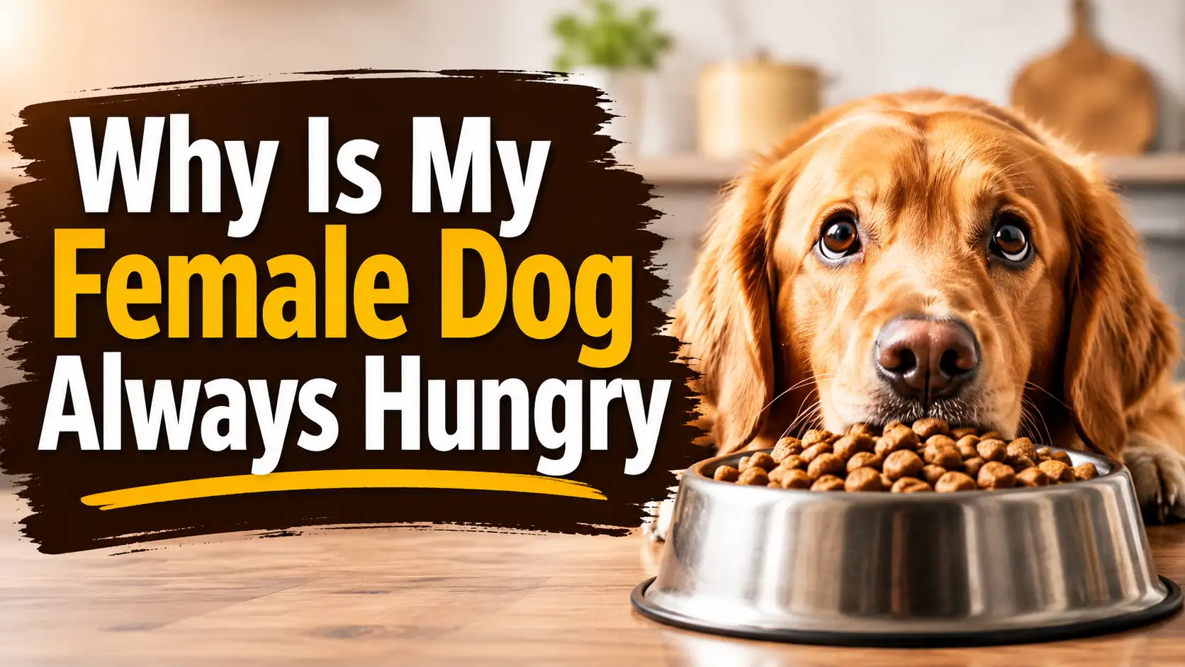 Why Is My Female Dog Always Hungry