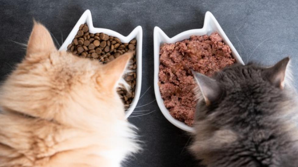 My Dog Ate Dry Cat Food