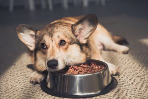 Why Do Dogs Always Want To Eat Your Food