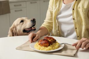 Why Has My Dog Suddenly Started Stealing Food