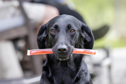 How To Discipline A Dog For Stealing Food