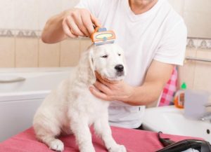 Dog Grooming For Beginners At Home