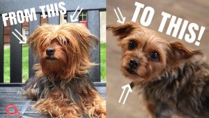 How To Cut Dog Hair Without Clippers