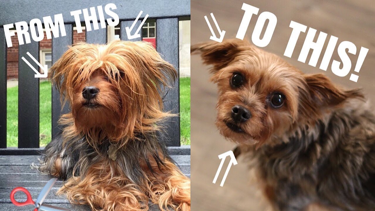 How To Cut Dog Hair Without Clippers