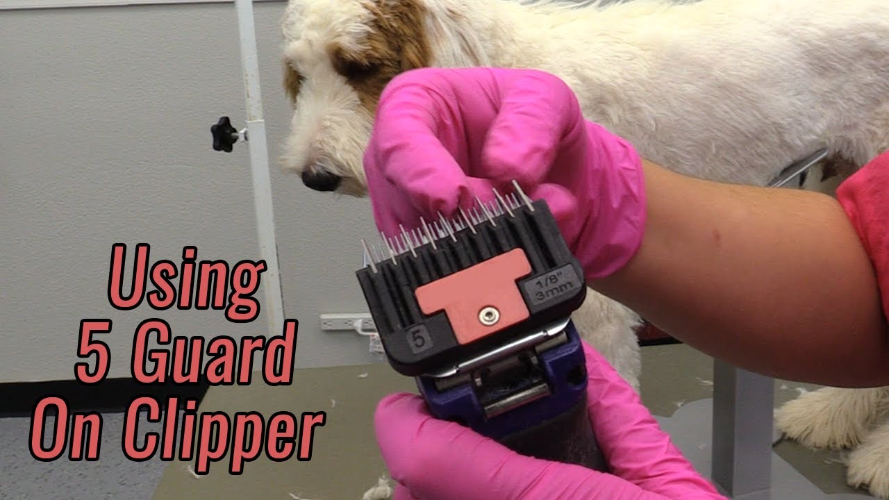 How To Use Dog Clippers With Guard