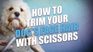 How To Cut Dog Hair With Scissors