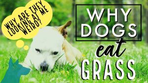 Why Are Dogs Obsessed With Food