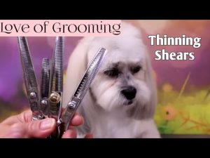 How To Use Thinning Scissors On A Dog