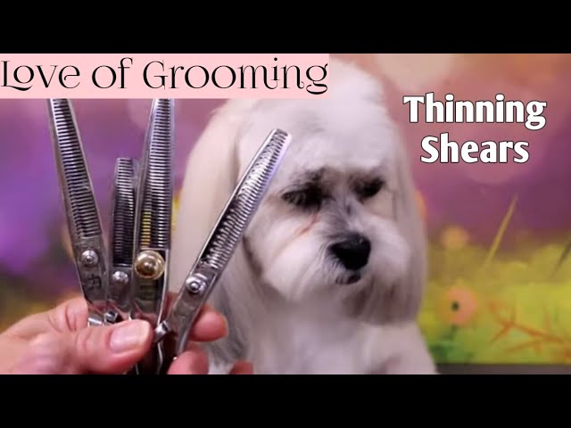 How To Use Thinning Scissors On A Dog