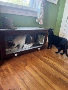 How To Stop Dog Eating Cat Food