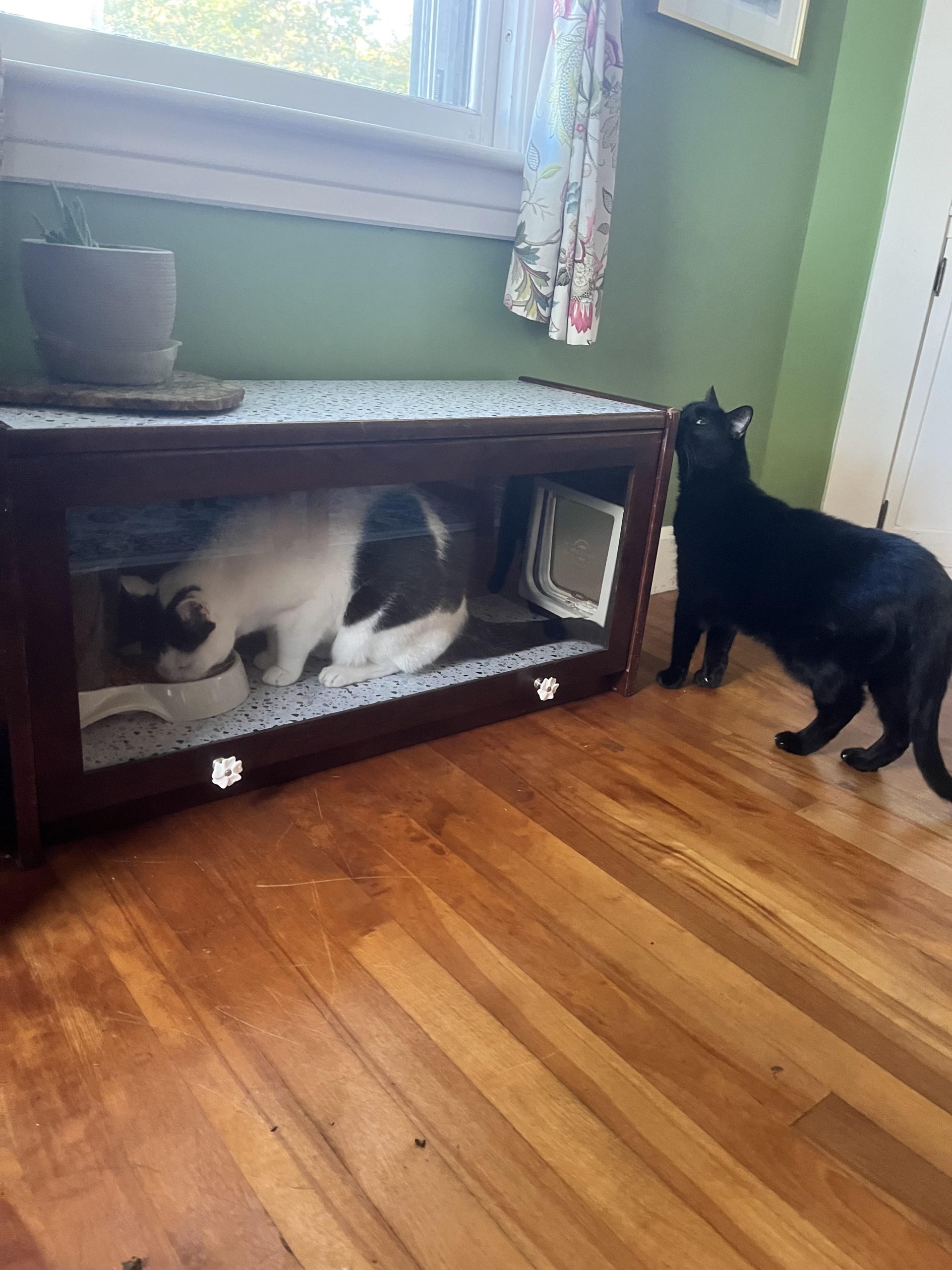How To Stop Dog Eating Cat Food