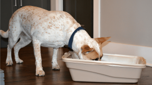 Why Does My Dog Eat Cat Poop