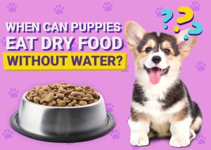 How Do You Get Your Dog To Eat Dry Food