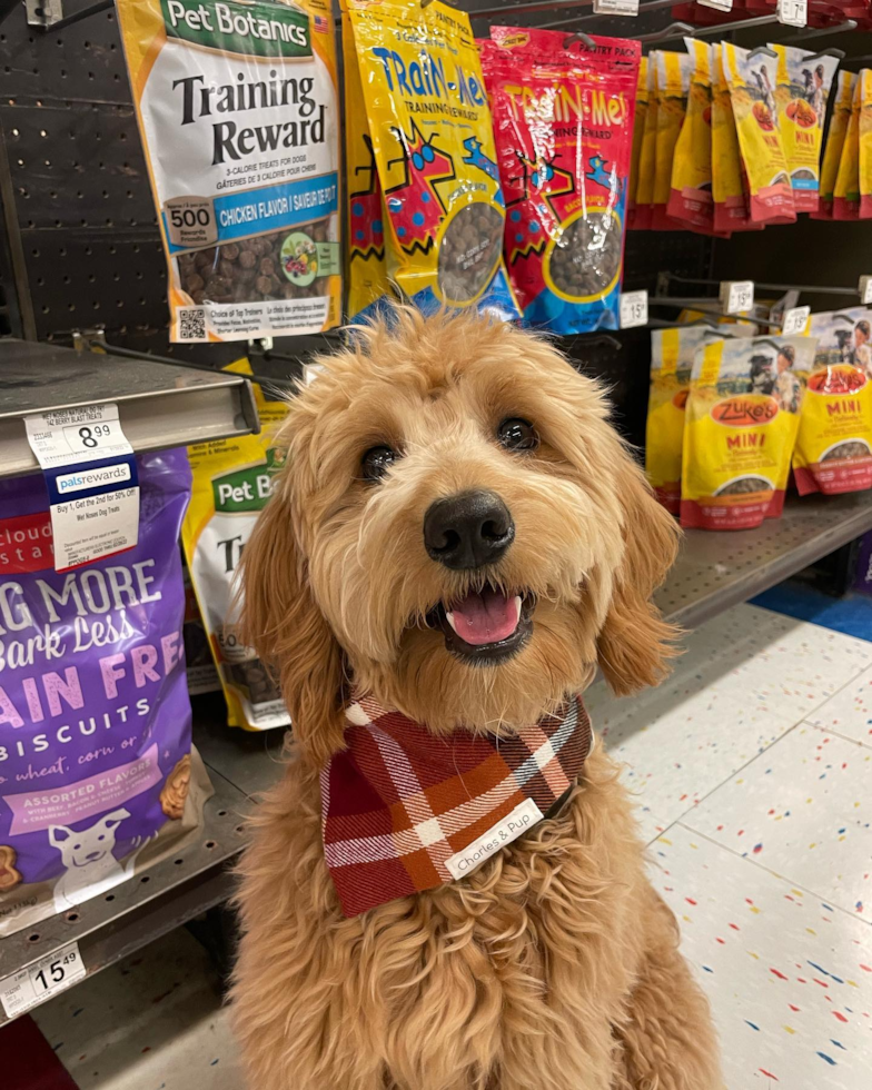 What Dog Food Is Best For Goldendoodles
