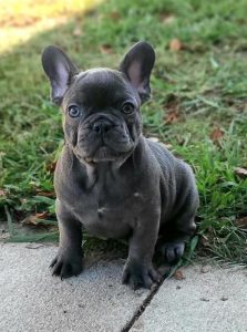 What Dog Food Is Good For French Bulldogs