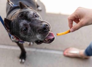 Can Dogs Eat Fried Food