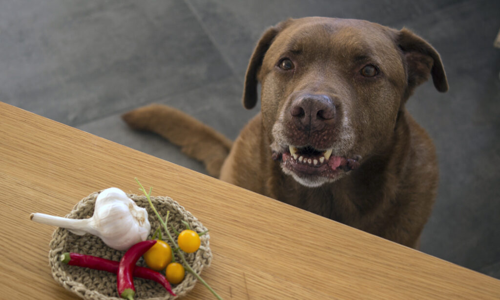 Can Dogs Eat Food With Garlic