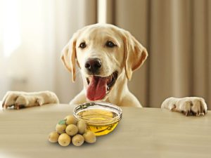 Can Dogs Eat Olive Oil In Food