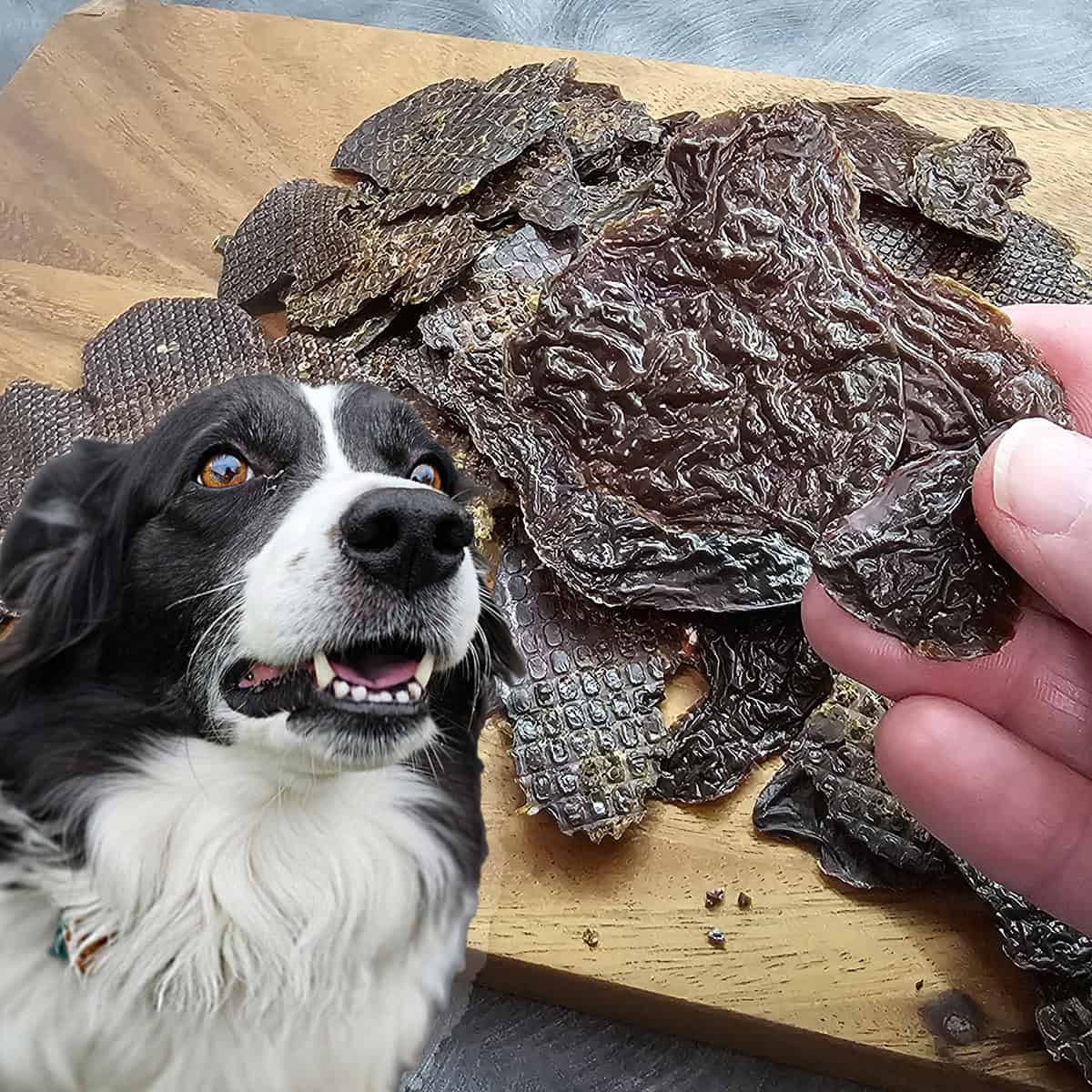 Can Dogs Eat Food With Garlic Powder