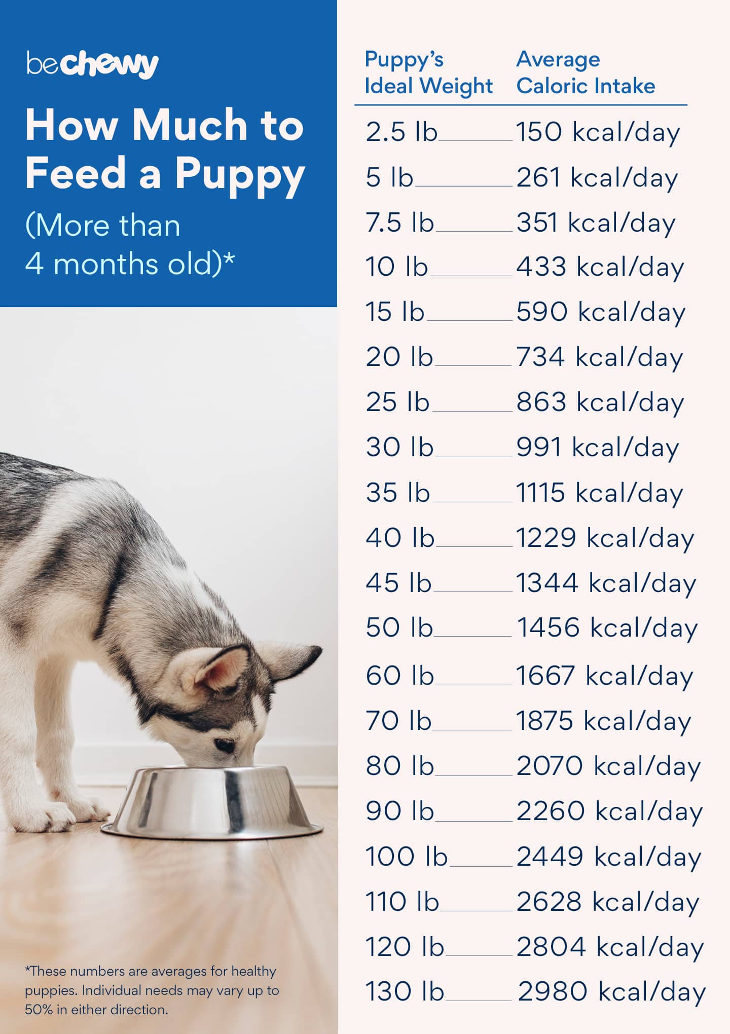 How Much Food Should I Feed My Dog