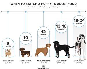 When To Switch Puppy Food