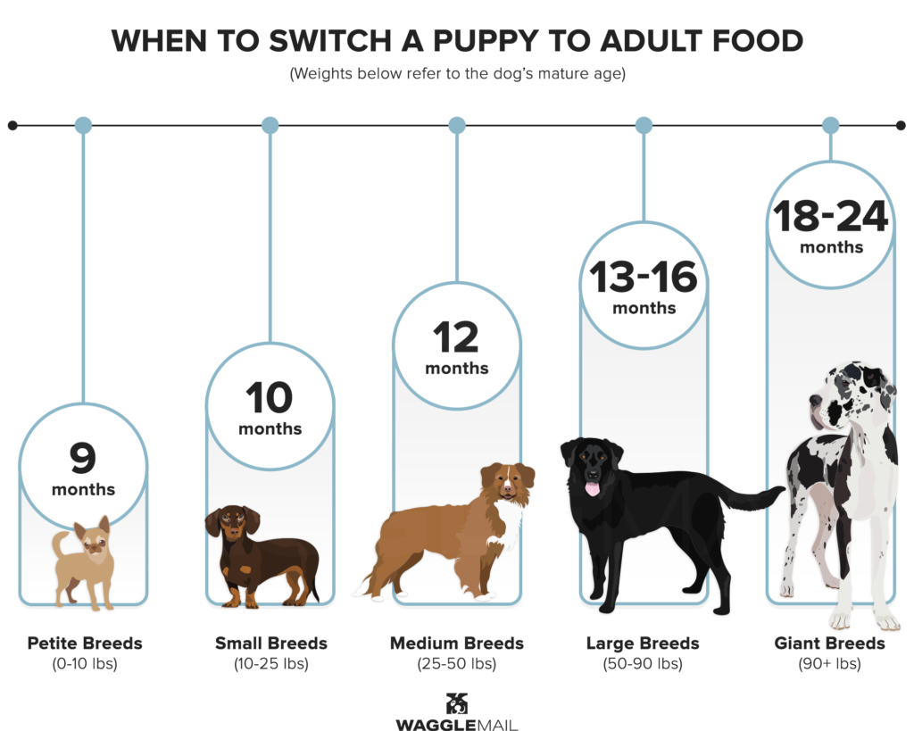 When To Switch Puppy Food