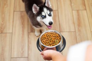 What Is The Best Food For Husky Dogs